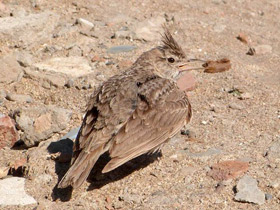 Смотреть фото Хохлатый жаворонок Фото Хохлатый жаворонок