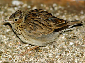 Смотреть фото Лесной жаворонок Фото Лесной жаворонок
