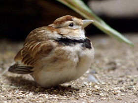 Смотреть фото Степной жаворонок Фото Степной жаворонок