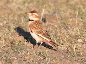 Смотреть фото Монгольский жаворонок Фото Монгольский жаворонок