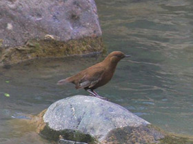 Фото Бурая оляпка
