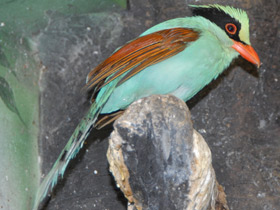 Смотреть фото Зеленая цисса Фото Зеленая цисса