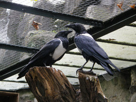 Смотреть фото Пегий ворон Фото Пегий ворон
