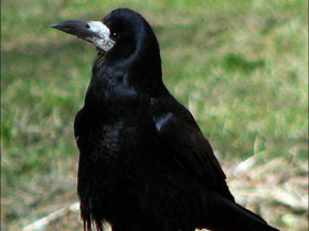 Смотреть фото Грач Фото Грач