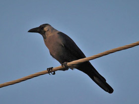 Смотреть фото Блестящий ворон Фото Блестящий ворон