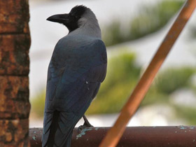 Смотреть фото Блестящий ворон Фото Блестящий ворон