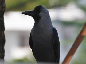 Смотреть фото Блестящий ворон Фото Блестящий ворон