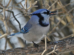 Смотреть фото Голубая сойка Фото Голубая сойка