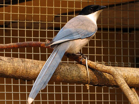 Смотреть фото Голубая сорока Фото Голубая сорока