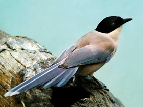 Смотреть фото Голубая сорока Фото Голубая сорока