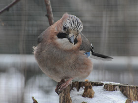 Смотреть фото Сойка Фото Сойка