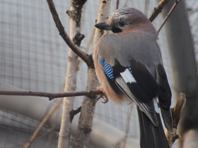 Смотреть фото Сойка Фото Сойка