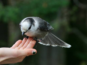 Смотреть фото Канадская кукша Фото Канадская кукша