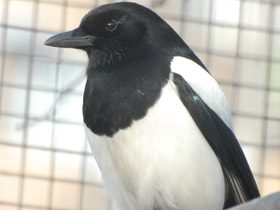 Смотреть фото Сорока Фото Сорока