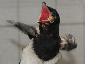 Смотреть фото Сорока Фото Сорока