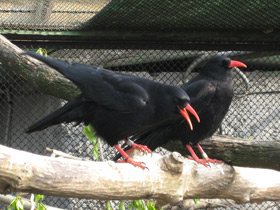 Фото Клушица