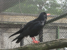 Фото Клушица