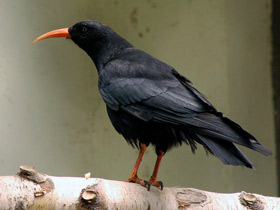 Фото Клушица