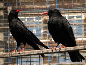 Фото Клушица