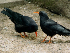 Фото Клушица