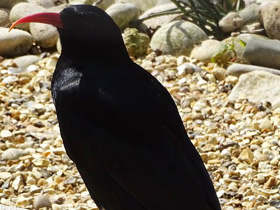 Фото Клушица