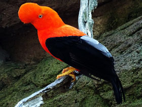 Смотреть фото Андский скальный петушок Фото Андский скальный петушок