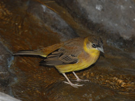 Фото Черноголовая овсянка