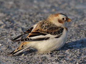 Лесник Николай