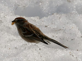 Смотреть фото Древесная воробьиная овсянка Фото Древесная воробьиная овсянка