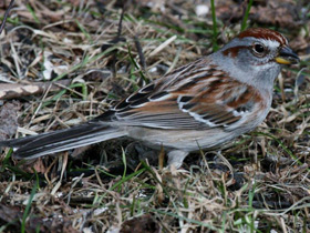 Смотреть фото Древесная воробьиная овсянка Фото Древесная воробьиная овсянка