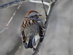 Смотреть фото Древесная воробьиная овсянка Фото Древесная воробьиная овсянка