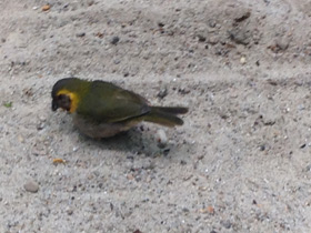 Фото Кубинский тиарис