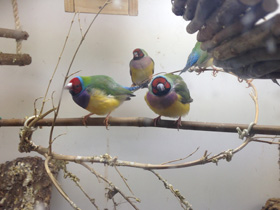 Смотреть фото Амадина Гульда Фото Амадина Гульда