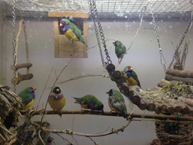 Смотреть фото Амадина Гульда Фото Амадина Гульда