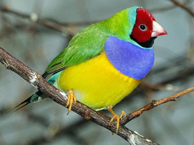 Смотреть фото Амадина Гульда Фото Амадина Гульда