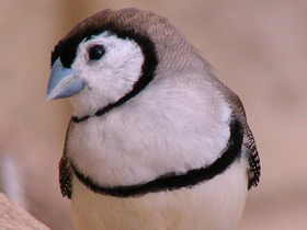 Кольчатый астрильд