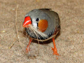 Зебровая амадина