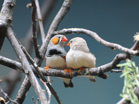 Смотреть фото Зебровая амадина Фото Зебровая амадина