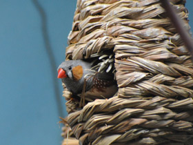 Смотреть фото Зебровая амадина Фото Зебровая амадина