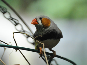 Смотреть фото Зебровая амадина Фото Зебровая амадина