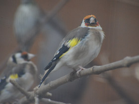 Фото Черноголовый щегол