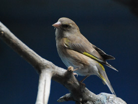 Фото Зеленушка