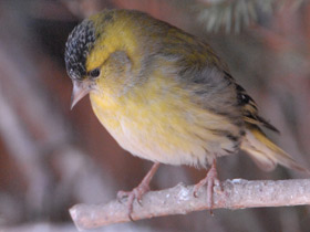 Смотреть фото Чиж Фото Чиж