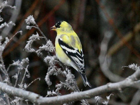 Американский чиж