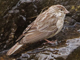 Фото Анкобэрский канареечный вьюрок