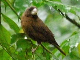 Фото Одноцветный вьюрок