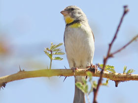 Фото Crithagra xantholaema