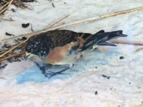 Фото Вьюрок