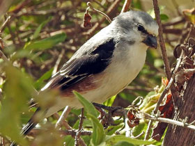 Фото Сомалийская чечётка