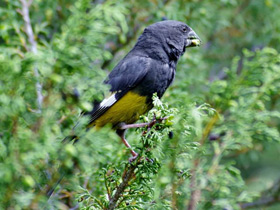 Арчовый дубонос